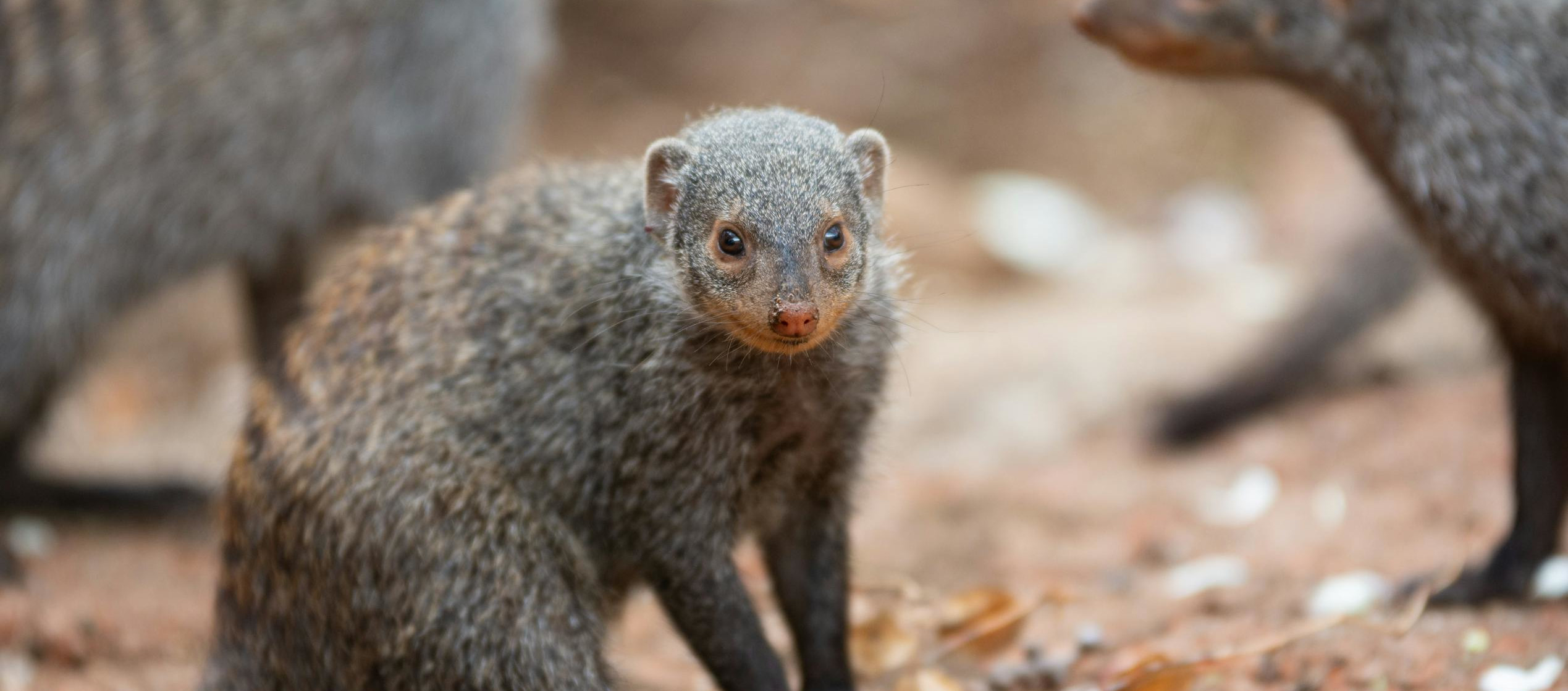 Tres mangostas, una sentada en la tierra y dos en el fondo